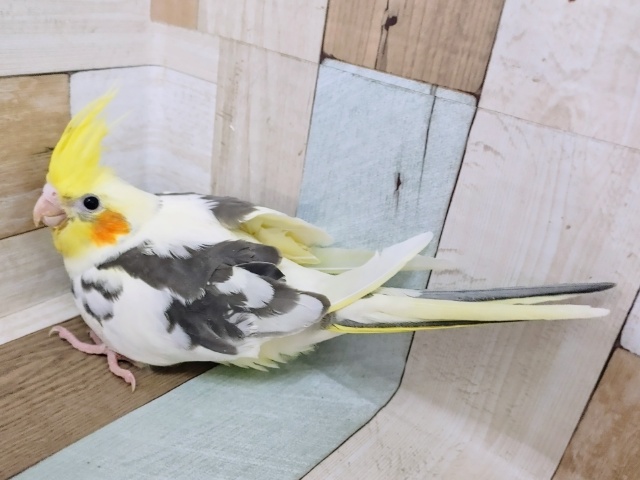 オカメインコ