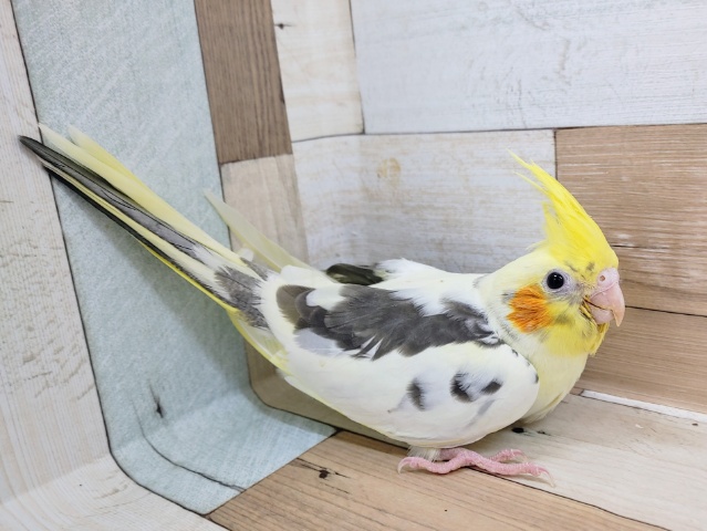 オカメインコ