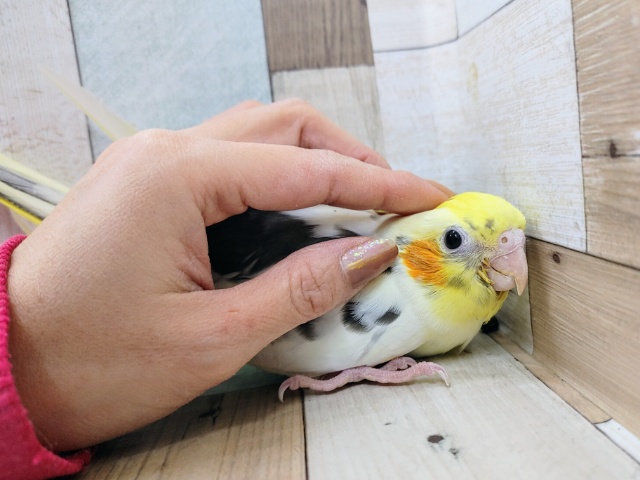 オカメインコ