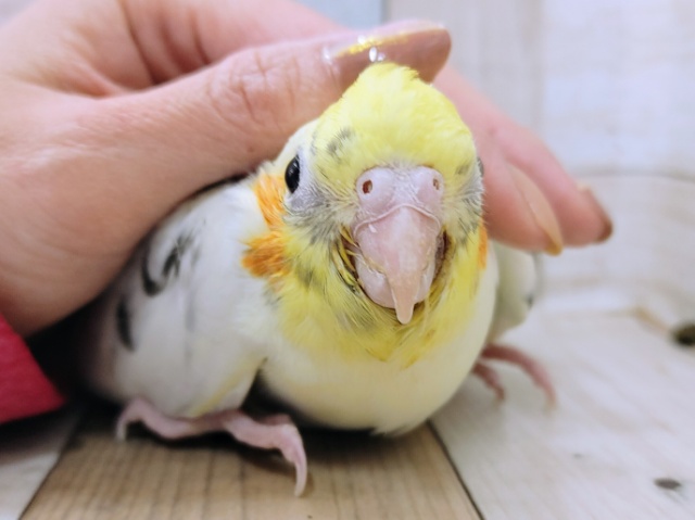 オカメインコ