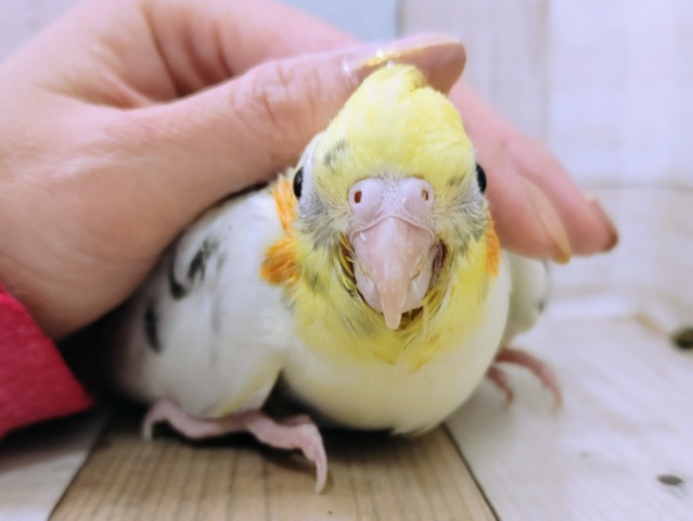 オカメインコ