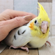 最新画像更新❤オカメインコ(パイド)のヒナ入荷しました〜❤