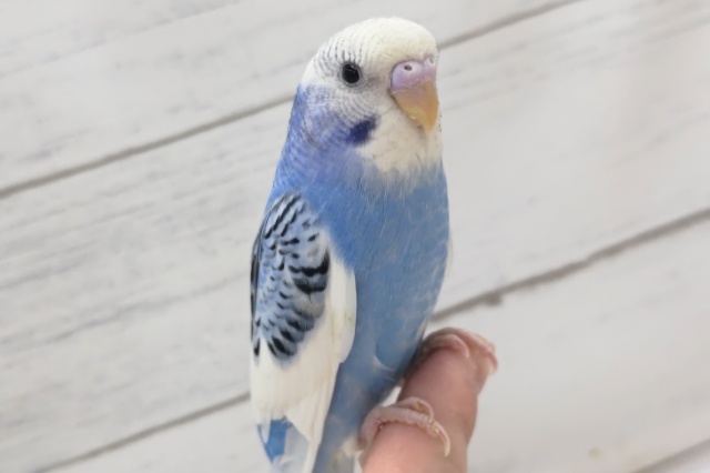 青空と雲を思わせる～🌤️　セキセイインコ(ブルーパイド)