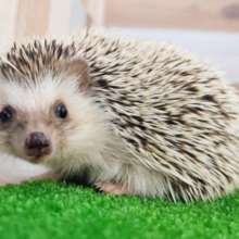 最新画像更新❤ちくちくしないよ♪ハリネズミ（ノーマル）