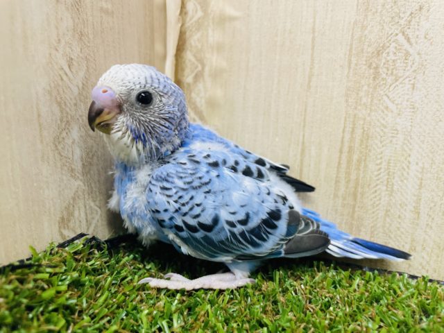 豪華な模様で魅了しちゃう！　セキセイインコ　オパーリン