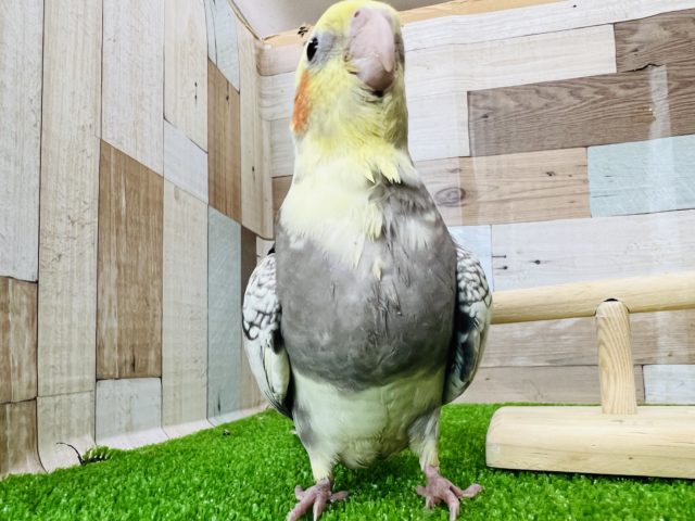 オカメインコ