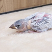 きょとんとした目に、吸い込まれますーー　シルバー文鳥～～