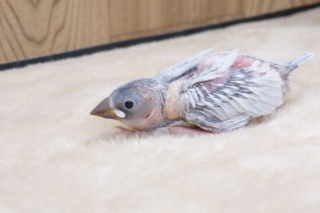 きょとんとした目に、吸い込まれますーー　シルバー文鳥～～