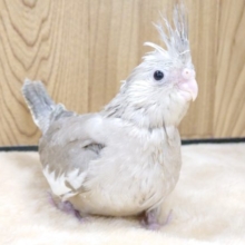 どーもっ♬　食事が大好き☆　オカメインコ　ホワイトフェイスシナモン～～