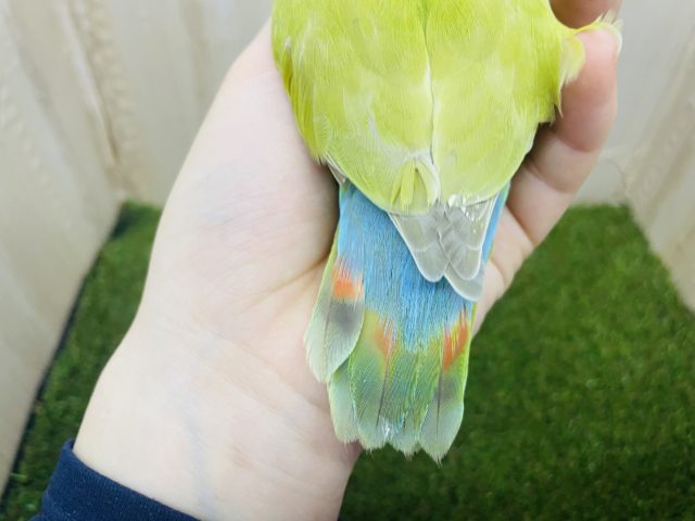 コザクラインコ（小桜インコ）