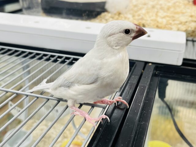 シルバー文鳥