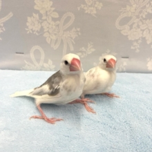 かわいい💛白文鳥２０２２年１０月生まれ