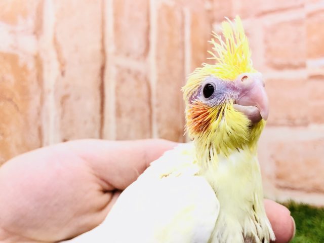 オカメインコ