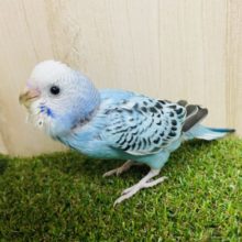 黒模様×薄めブルー‼️ セキセイインコ　オパーリン