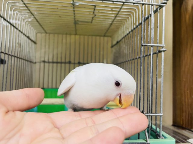 コザクラインコ（小桜インコ）