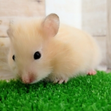 ハムちゃんお年玉フェア！