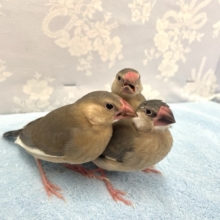 きゅんきゅん💛桜文鳥２０２２年１０月生まれ