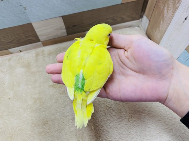 セキセイインコ