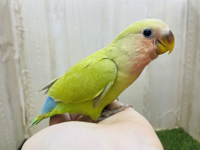 コザクラインコ（小桜インコ）