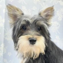 甘えん坊やで💛マルチーズ×ヨークシャーテリア(ホワイト&ブラック)  男の子  2022年7月26日生まれ