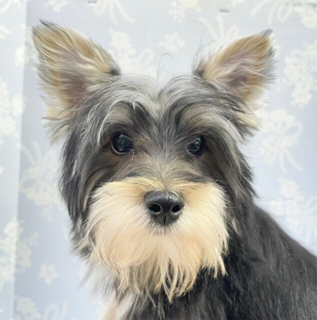 甘えん坊やで💛マルチーズ×ヨークシャーテリア(ホワイト&ブラック) 男の子 2022年7月26日生まれ