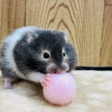 濃いめのカラー☆セーブルハムスター(女の子)