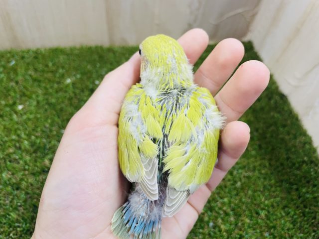 コザクラインコ（小桜インコ）