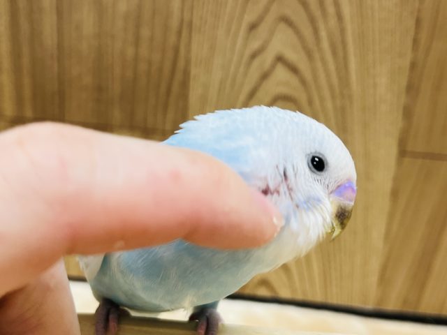 人が大好き遊ぶの大好き‪☆セキセイインコ(スパングル)