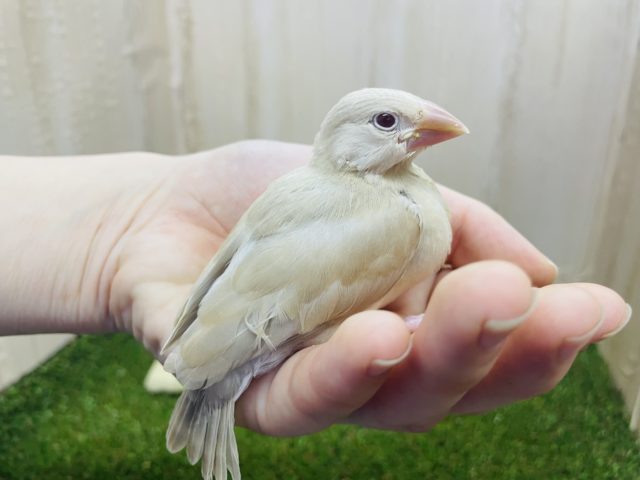 シナモン文鳥