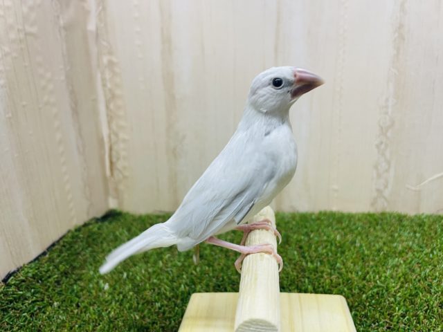 シルバー文鳥