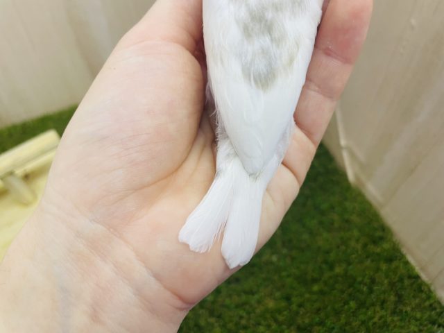 白文鳥