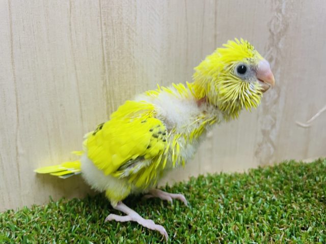 セキセイインコ