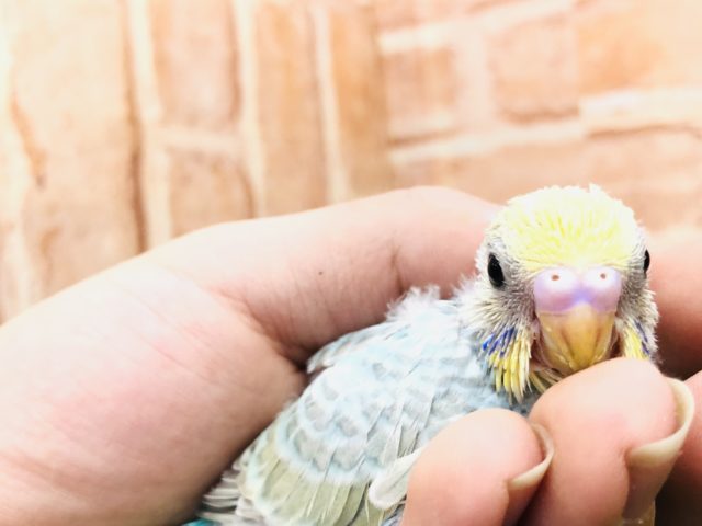 レインボーな鳥です　セキセイインコ　レインボー　Ｒ４　１２／２２撮影