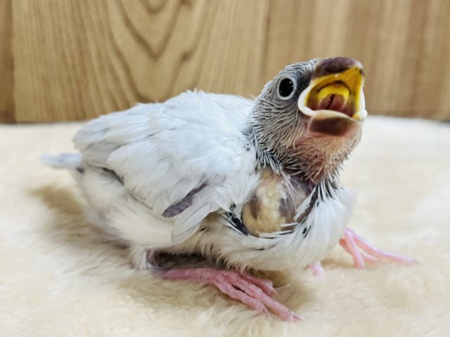 シルバー文鳥