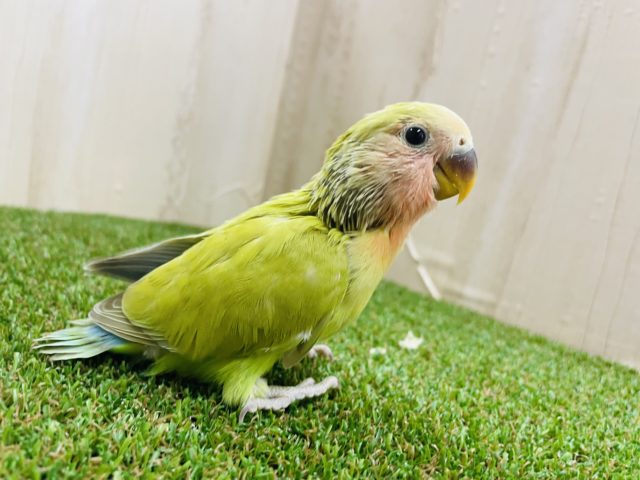 コザクラインコ（小桜インコ）