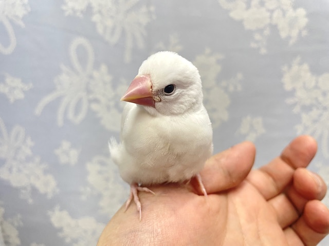 白文鳥