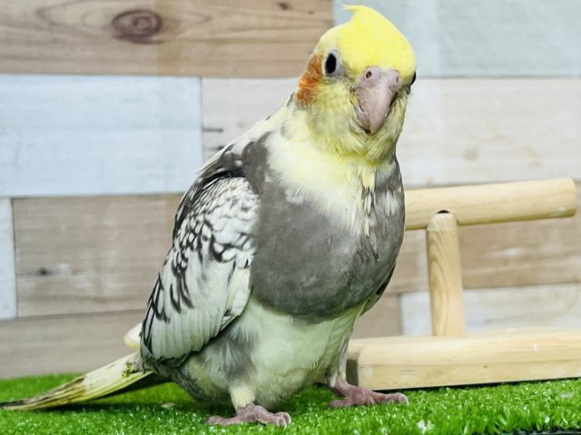 オカメインコ