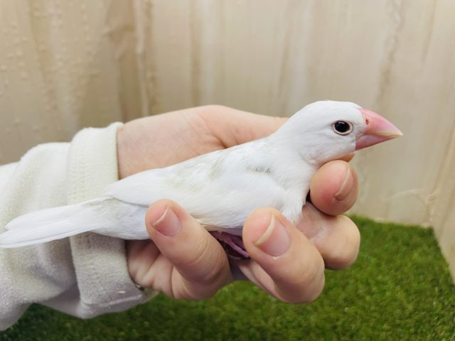 1人餌です‼️最新画像になりますよ❗️元気に鳴きます！！しろしろ文鳥さん！　白文鳥