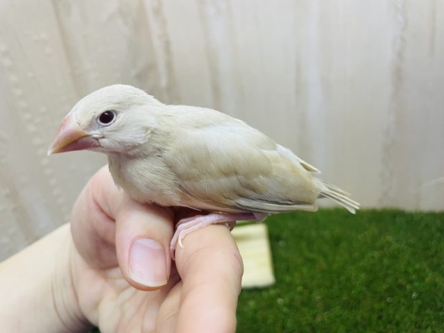 シナモン文鳥