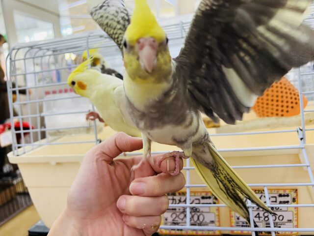 オカメインコ