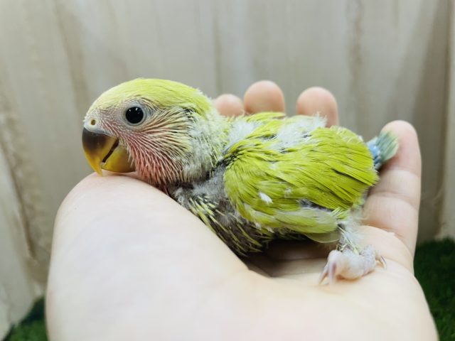 コザクラインコ（小桜インコ）