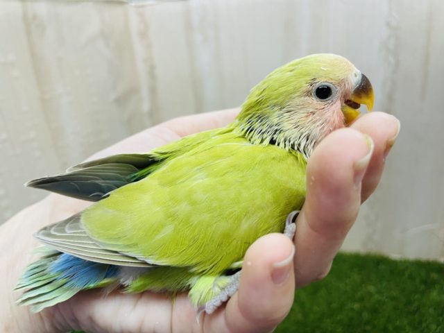 コザクラインコ（小桜インコ）