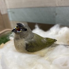 目の引く色鮮やかな姿へと成長していきます！コキンチョウノーマル