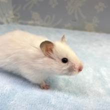 真っ白！長毛ハムスター　男の子　２０２２年１０月生まれ