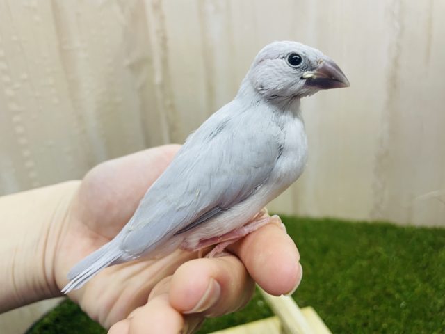 シルバー文鳥