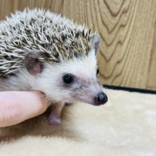 キュートふぇいすがやってきた♡♡ハリネズミ(ノーマル)女の子