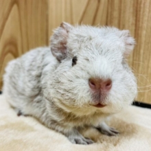 珍しいカラーのモルちゃんです♫テディモルモット(女の子)