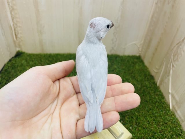 シルバー文鳥