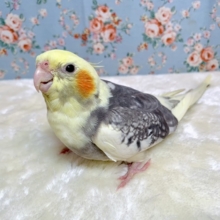 オカメインコ  パールパイド  🌿‬🪶  12/17