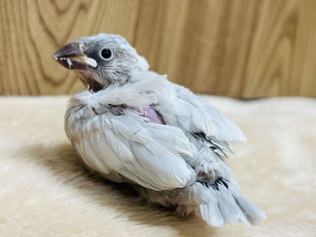 シルバー文鳥